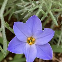 ハナニラ,クリスマスローズ,ミヤコワスレ,クリスマスロ－ズ,ローズヒップの画像