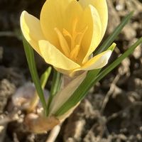 クロッカス,クロッカス,黄色い花,白い花,癒しの画像