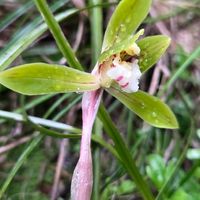 クリスマスローズ,シュンラン,ユキヤナギ,NO GREEN  NO LIFE,今日のお花の画像