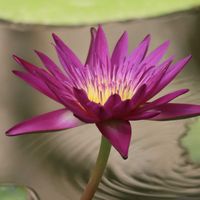 熱帯スイレン,熱帯スイレン,熱帯睡蓮(チャーリーズ・プライド),温室,神代植物公園の画像