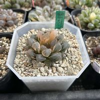 オブツーサ,ハオルチア,赤い鳥,多肉植物,軟葉系ハオルチアの画像