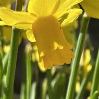 スイセン,スイセン,ツバキ,ムラサキハナナ,ムラサキハナナの画像