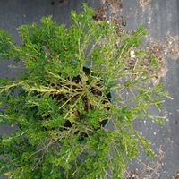 ヒメエニシダの画像