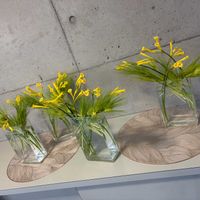 キルタンサス,レモン,ムギ,お花屋さん,熊本の画像