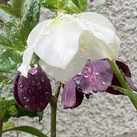 クリスマスローズ,ハーデンベルギア,ムスカリ,ビオラ,日本桜草の画像