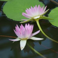 熱帯スイレン,熱帯スイレン,熱帯睡蓮 ピンクパール,熱帯睡蓮 ピンクパール,温室の画像