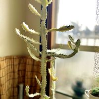 ホワイトゴースト,剪定,ベランダの画像