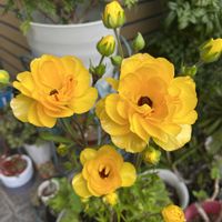 マンデビラ,ムスカリ,サンパラソル,オステオスぺルマム,オステオスペルマム　3Dの画像