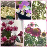 マーガレット,雲間草 くもまぐさ,ネメシアアロマンス ライチグレープ,ヒヤシンス水栽培,シクラメンフェアリーピコの画像