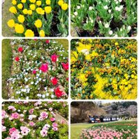 チューリップ,花のある暮らし,お出かけ先にて,浜松フラワーパークの画像
