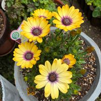 ユリオプスデージー,ダイアンサススーパーパフェ,オステオスペルマム　ブルーアイビューティー,カリオプデリス・パビリオンの画像