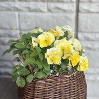 ワイルドストロベリー,パンジー,ヒナソウ,八重咲きパンジー,ワイルドストロベリー トロピカルアロマの画像