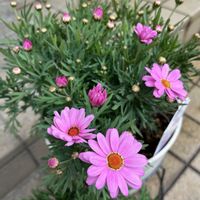 マーガレット,マーガレット,スカシユリ,マーガレットソレミオ,マーガレットローリーの画像