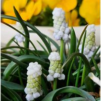 クリスマスローズ,プスキニア,ムスカリ,ビオラ,八重咲きクリスマスローズの画像