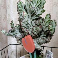 マハラジャ,ユーフォルビア マハラジャの画像