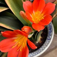 クンシラン,花のある暮らし,庭の画像