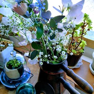 クリスマスローズ,フクシア,花束,つぶやき,アンティーク雑貨の画像