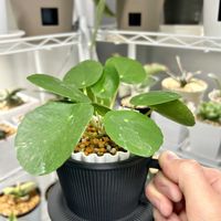 ピレア,ピレア・ペペロミオイデス,観葉植物,おしゃれな鉢,3Dプリンター鉢の画像