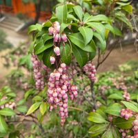 アセビ,桜,ちっちゃいものクラブの画像