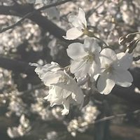 サクラ,ソメイヨシノ,公園散歩,花見散歩の画像