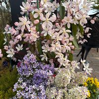 クレマチス,サラセレネ ジャシンタ,良い香り,花のある暮らし,ヒヤシンス水栽培の画像