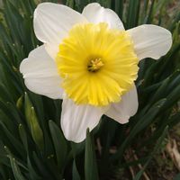 スイセン,アイスフォーリス,SDGs,心に笑顔の花を,白い水曜日♡の画像