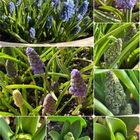 ヒヤシンス,ムスカリ,原種チューリップ,2025年“ 秋 “ ｱﾛの秋植え球根♡の画像