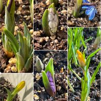 クロッカス,スイセン,チオノドクサ,プスキニア,ミニアイリスの画像