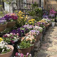 キンセンカ,チューリップ,ネモフィラ,ツルコザクラ,フリル咲きの画像