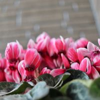 シクラメン,鉢植え,玄関先,canon,花撮り人の画像