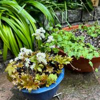 シュンラン,タンチョウソウ,ツタバウンラン,丹頂草,春蘭の画像