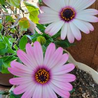 ブルーデージー,ブルーデイジー,オステオスペルマム,北海道,寒冷地の画像