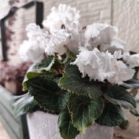 ハートカズラ斑入り《レディハート》,シクラメン  スワン,多肉植物,꒰ღ˘◡˘ற꒱かわゅ~,花のある暮らしの画像