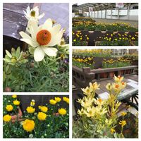 グレビレア,ボロニア,マーガレット,ゴールデンクラッカー,リューカデンドロンの画像