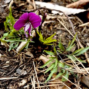 ベニバナナンザンスミレ,山野草,スミレ科,スミレ属,植栽の画像