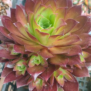 多肉植物いろいろ,タケシメンシス,フェニックスフレイム,鳳凰錦,多肉植物の画像