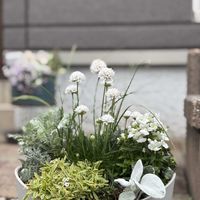 アルメリア,ネメシア,シルバーレース,フォックスリータイム,セネシオ・エンジェルウイングスの画像