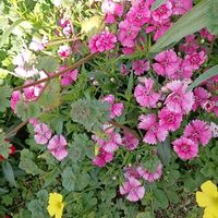 オキザリス,ナデシコ,ナデシコ,春の花,撫子(なでしこ)の画像