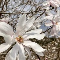 シデコブシ,デージー,ネモフィラ,季節の花,花のある暮らしの画像