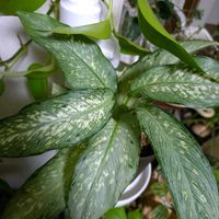 ディフェンバキア,観葉植物,癒しgreen,リビング・ダイニングの画像