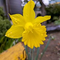 スイセン,可愛い,実家の庭,花が好き,ありがとう♡の画像