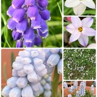 ハナニラ,ムスカリ,キュンキュン乙女倶楽部,うどん県人会,キュンキュン乙女倶楽部No.192の画像