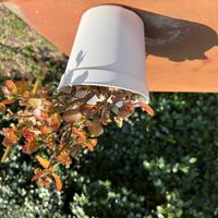 カランコエ,害虫,コナカイガラムシ,珍しいカランコエ,庭の画像