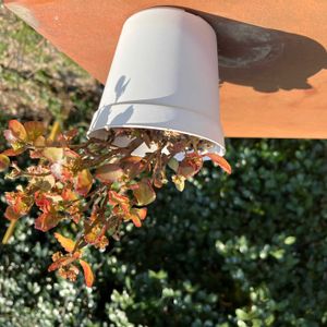 カランコエ,害虫,コナカイガラムシ,珍しいカランコエ,庭の画像