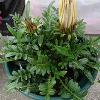 ガザニアの画像