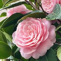 キュウリグサ,ツバキ,オトメツバキ,可愛い,癒されるの画像