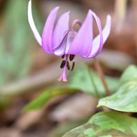 カタクリ,カタクリ,カタクリ,おそら,球根植物の画像