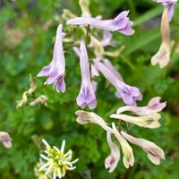 ヒトリシズカ,ヒトリシズカ,ジロボウエンゴサク,ジロボウエンゴサク,鉢植えの画像