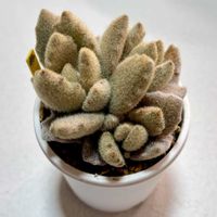 月兎耳,ラッキーガール,カランコエ属,モケモケ兔の画像