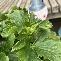 チューリップ,ネモフィラ,ラナンキュラス　ラックス,ネモフィラ  マクラータ,チューリップ(ピンク)の画像